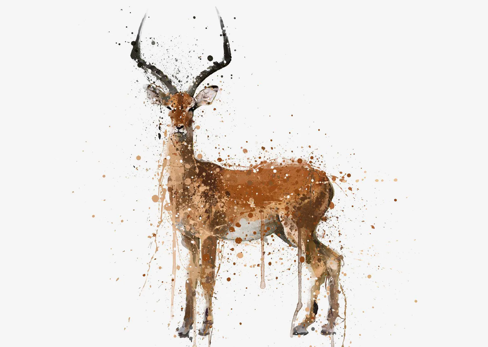 Impala Wall Art Print