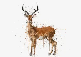 Impala Wall Art Print